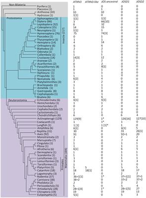 The Josephin domain (JD) containing proteins are predicted to bind to the same interactors: Implications for spinocerebellar ataxia type 3 (SCA3) studies using Drosophila melanogaster mutants